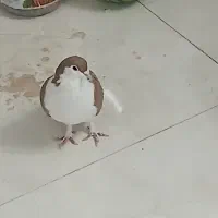 کفتر،کبوترساده زردکرمونی|پرنده|تربتحیدریه, بی بی حسنیه|دیوار