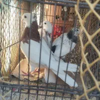 کبوتر|پرنده|محمدشهر, سیدآباد|دیوار