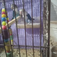 طوطی فروشی|پرنده|نرماشیر, |دیوار