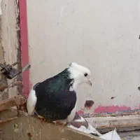 کبوتر طوقی ونامه بر|پرنده|کرمانشاه, |دیوار