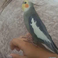 گمشده