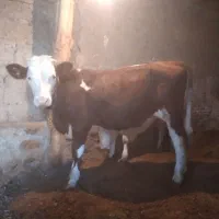 گوساله فروشی در روستای برازین هریس