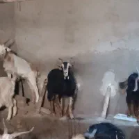 بز و بزغاله