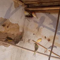 قناری|پرنده|کشاورز, |دیوار