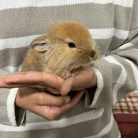 خرگوش مینیاتوری|موش و خرگوش|کرمان, |دیوار