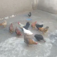 فروش مرغ های محلی