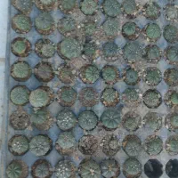 انواع گل و کاکتوس های خاص|گل و گیاه طبیعی|قم, هفت تیر|دیوار