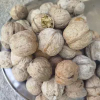 گردو درگز ریشخوار میانکوه کاملاً خشک سفید پر چرب