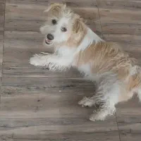 سگ باهوش واگذار میشه