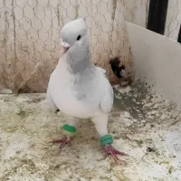 نر ساده مگسی کاکلی|پرنده|فرح دشت, |دیوار