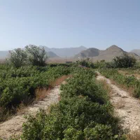 فروش زمین کشاورزی روستای ازوار کاشان|فروش دفتر صنعتی، کشاورزی، تجاری|برزک, |دیوار