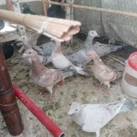 30تا هفترنگ نر و ماده قاطی