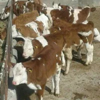 مرکز پخش و فروش گوساله