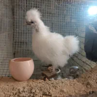 جوجه ابریشمی