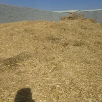 سفال گندم و جو