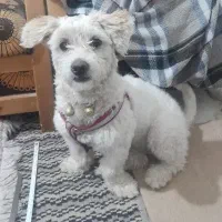 سگ نژاد مالتیز