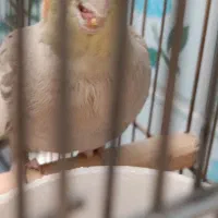 عروس هلندی نژاد دارچینی|پرنده|تاکستان, |دیوار