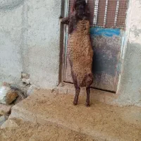 بره قوچ همو|حیوانات مزرعه|سروآباد, |دیوار