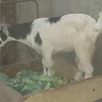 کهره جوان آوست|حیوانات مزرعه|فین, |دیوار