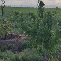 اقبالیه باغ