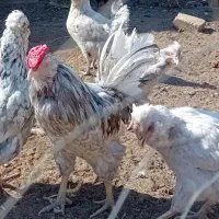 تخم مرغ گلین|حیوانات مزرعه|قزوین, |دیوار