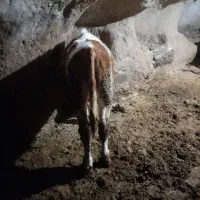 گوساله سیمنتال|حیوانات مزرعه|هشترود, |دیوار