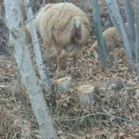 قوچ مغانی اصل