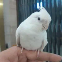 طوطی عروس آلبینو خالص|پرنده|شهریار, رضی آباد بالا|دیوار