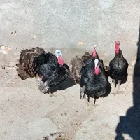 بوقلمون. نر