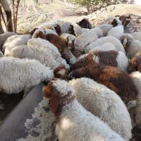 ۴۰ تا بره ۳۰ نر ده ماده نقدی کلیو نیستند روپا