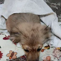 سگ‌خونگی‌‌پامراشپیتس|سگ|قدس, شهر‌قدس|دیوار