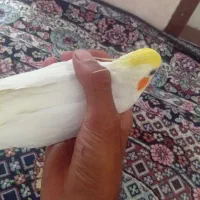تخمگذارعروس هلندی مولد