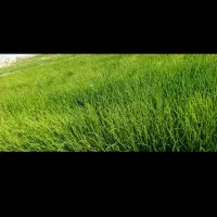 پیاز نهال مینروا دستکیری