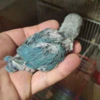 جوجه کوتوله فیشر