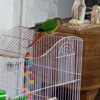 طوطی گرینچیک اهلی|پرنده|عجب شیر, |دیوار