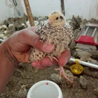 بلدرچین تخم گزار ژاپنی