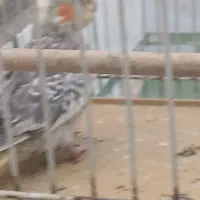 عروس هلندی|پرنده|اندیمشک, |دیوار