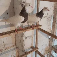 کبوتر طوقی|پرنده|رشت, رودبارتان|دیوار