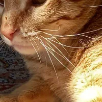 واگذاری گربه