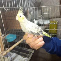 جوجه عروس هلندی|پرنده|تهران, شهرک رضویه|دیوار