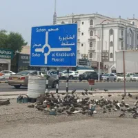 کفتر عمانی بچه زا