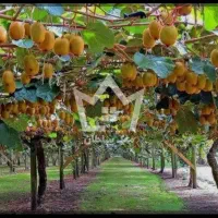 باغ-کیوی-2500-متری-نشتارود