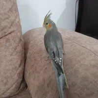 جوجه عروس هلندی|پرنده|رودهن, |دیوار