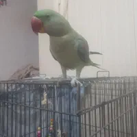 شاه طوطی تمیز|پرنده|بندر ترکمن, |دیوار