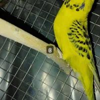 مرغ عشق انگلیسی رینبو اسپانگل خاص ضمانتی|پرنده|خاش, |دیوار