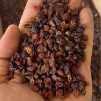 کشمش /مویز /شیره انگور|خوردنی و آشامیدنی|تهران, مولوی|دیوار