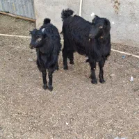 بزغاله نرو ماده|حیوانات مزرعه|پاکدشت, پاکدشت (مامازند)|دیوار