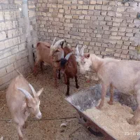 کره چپش