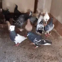 ۱۶ عدد کبوتر معمولی و پلاکی     سری ۶۰