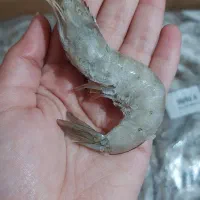 میگوپرورشی